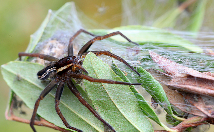Η πιο επικίνδυνη αράχνη τσίμπησε κορίτσι 5 ετών στη Βρετανία &#8211; Δεν μπορούσε να περπατήσει και γέμισε με εξανθήματα